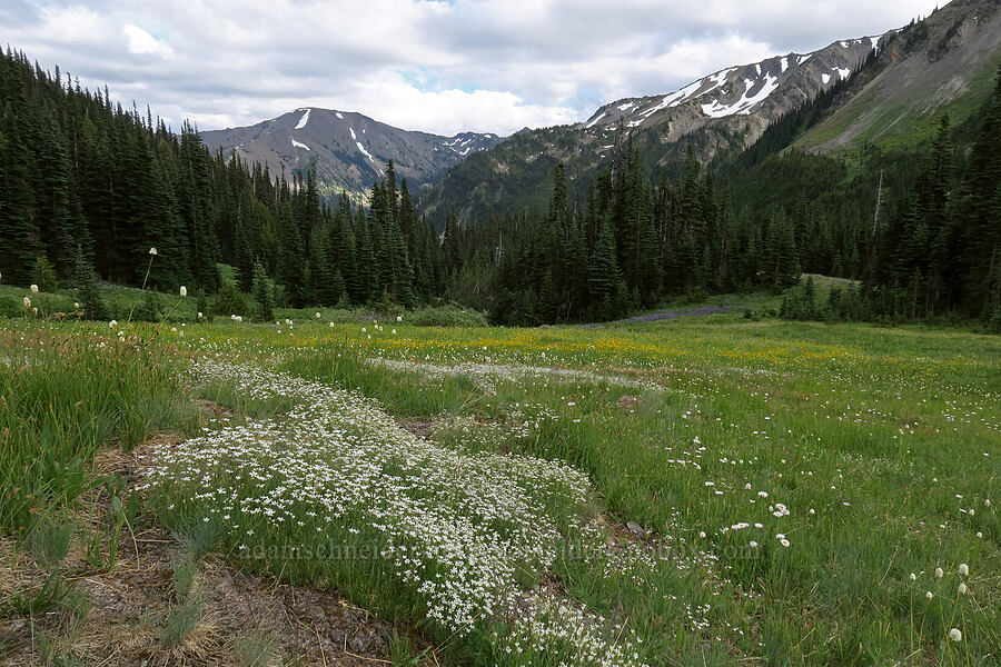 mountain sandwort (Eremogone capillaris (Arenaria capillaris)) [Badger Valley Trail, Olympic National Park, Clallam County, Washington]