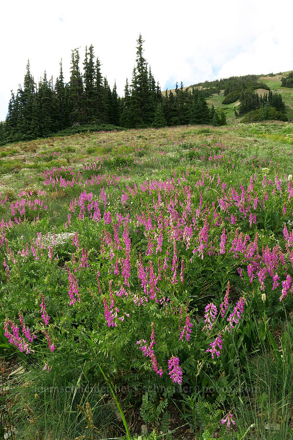 western sweet-vetch (Hedysarum occidentale) [Badger Valley Trail, Olympic National Park, Clallam County, Washington]