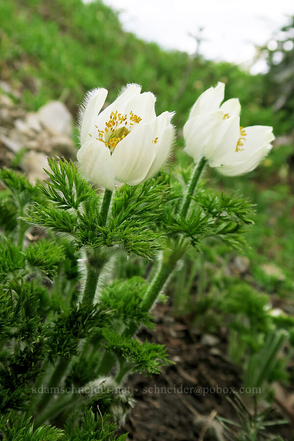 western pasqueflowers (Anemone occidentalis (Pulsatilla occidentalis)) [Badger Valley Trail, Olympic National Park, Clallam County, Washington]