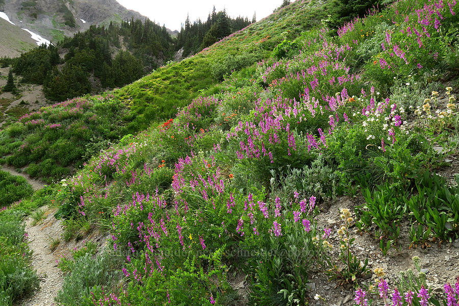 wildflowers (Hedysarum occidentale, Phacelia sp., Castilleja miniata, Silene sp.) [Badger Valley Trail, Olympic National Park, Clallam County, Washington]