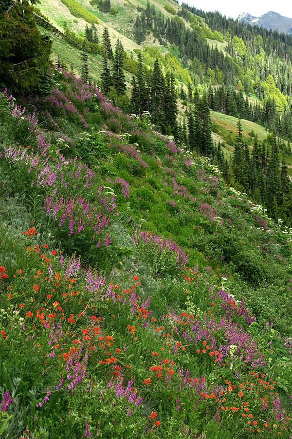wildflowers (Castilleja miniata, Hedysarum occidentale, Heracleum maximum, Phacelia sp.) [Badger Valley Trail, Olympic National Park, Clallam County, Washington]