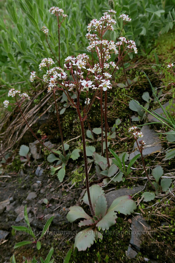 rusty-hair saxifrage (Micranthes rufidula (Saxifraga rufidula)) [Badger Valley Trail, Olympic National Park, Clallam County, Washington]