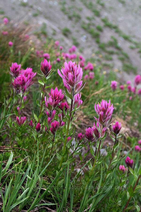 Olympic paintbrush (Castilleja parviflora var. olympica) [Badger Valley Trail, Olympic National Park, Clallam County, Washington]