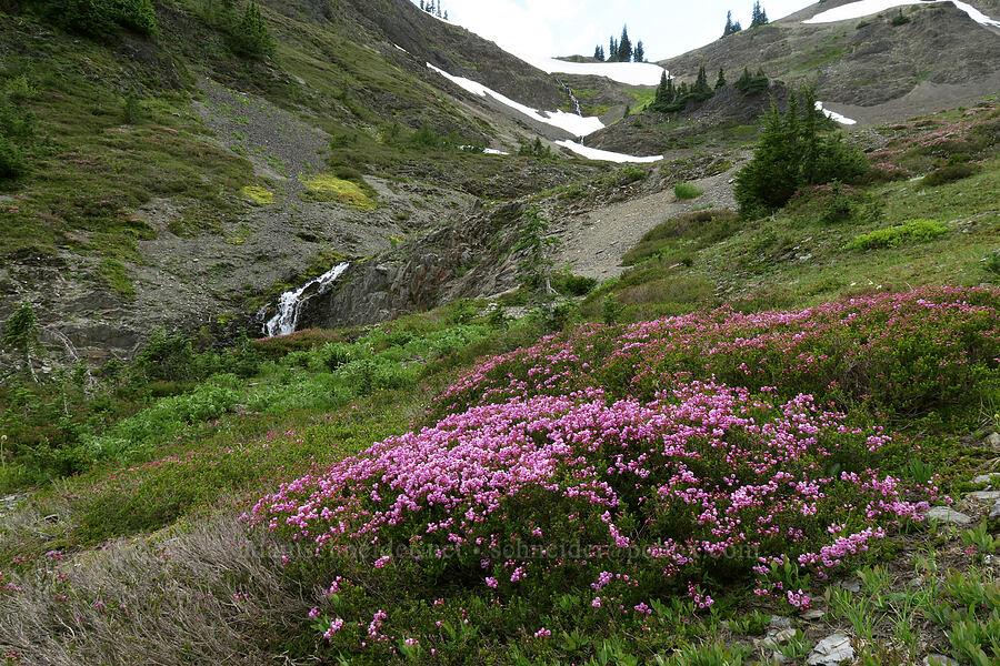 pink mountain heather (Phyllodoce empetriformis) [Badger Valley Trail, Olympic National Park, Clallam County, Washington]