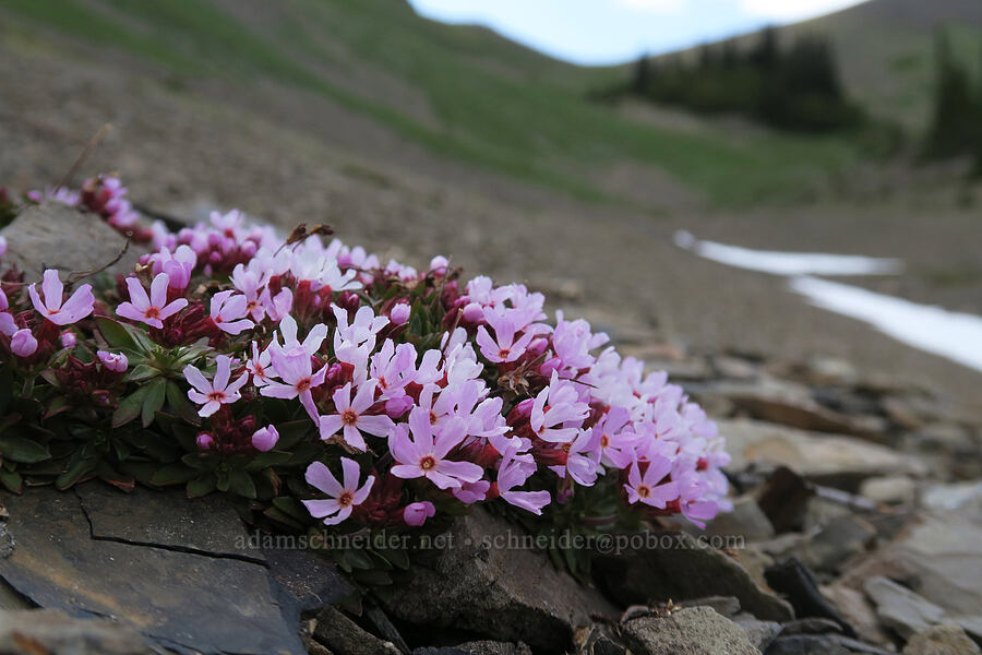smooth douglasia (cliff dwarf-primrose) (Douglasia laevigata (Androsace laevigata)) [Badger Valley Trail, Olympic National Park, Clallam County, Washington]