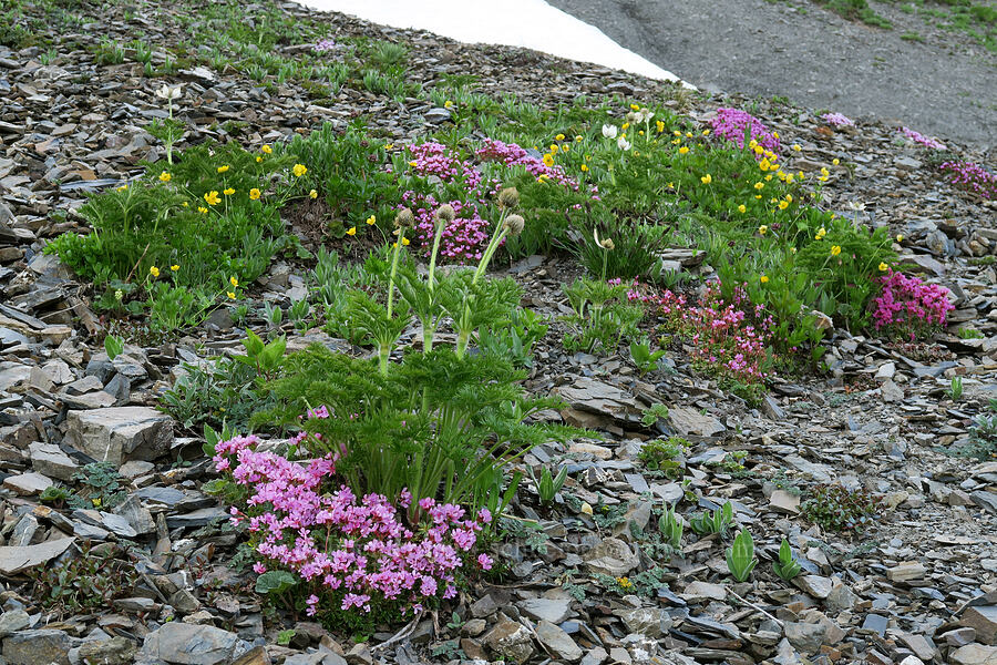 alpine wildflowers (Douglasia laevigata (Androsace laevigata), Anemone occidentalis, Ranunculus eschscholtzii) [Badger Valley Trail, Olympic National Park, Clallam County, Washington]
