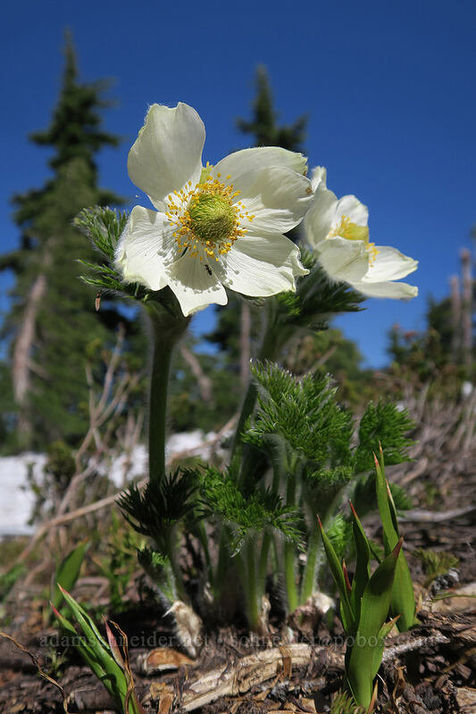 western pasqueflowers (Anemone occidentalis (Pulsatilla occidentalis)) [Vista Ridge Trail, Mt. Hood Wilderness, Hood River County, Oregon]