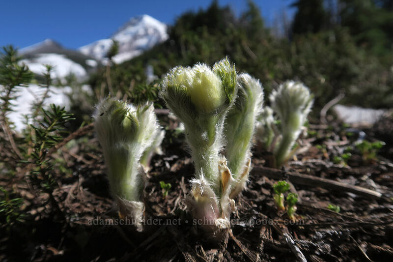 western pasqueflower shoots (Anemone occidentalis (Pulsatilla occidentalis)) [Vista Ridge Trail, Mt. Hood Wilderness, Hood River County, Oregon]
