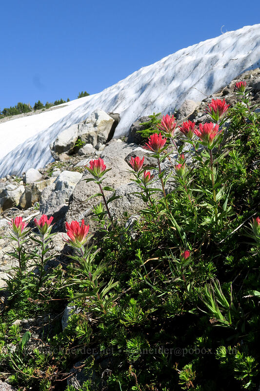 magenta paintbrush & snowfields (Castilleja parviflora var. oreopola) [above Wy'East Basin, Mt. Hood Wilderness, Hood River County, Oregon]