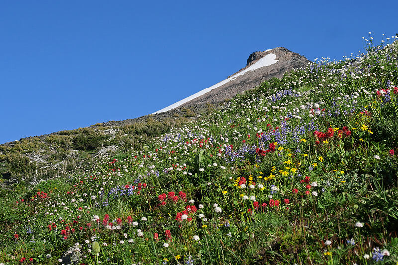 subalpine wildflowers & Barrett Spur [above Wy'East Basin, Mt. Hood Wilderness, Hood River County, Oregon]