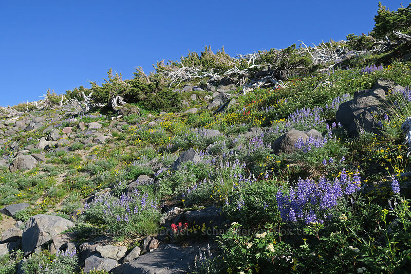 subalpine wildflowers [above Wy'East Basin, Mt. Hood Wilderness, Hood River County, Oregon]
