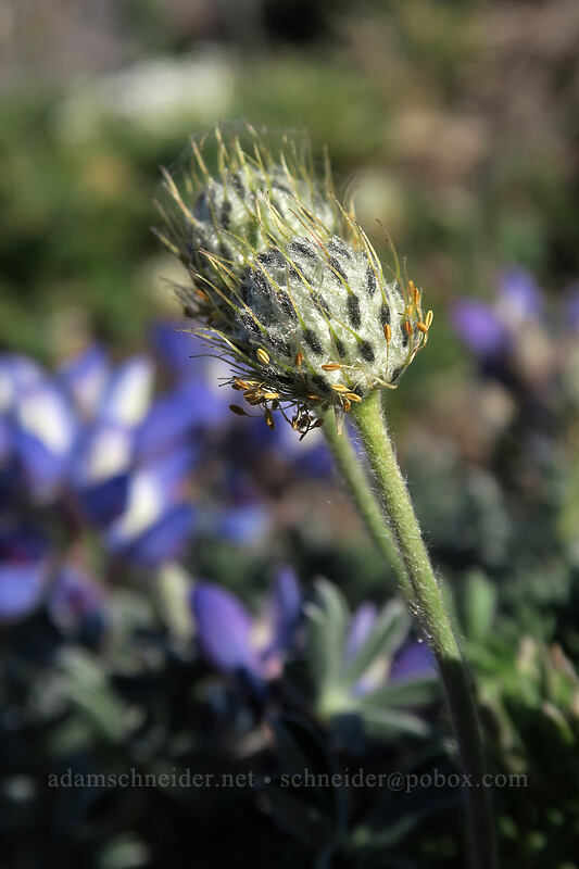 Drummond's anemone seed heads (Anemone drummondii) [below Barrett Spur, Mt. Hood Wilderness, Hood River County, Oregon]