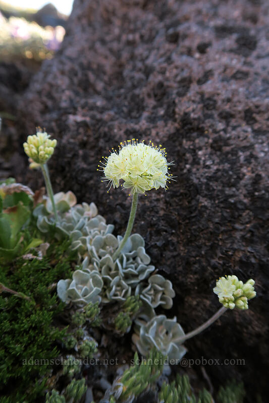 cushion buckwheat (Eriogonum ovalifolium var. nivale) [below Barrett Spur, Mt. Hood Wilderness, Hood River County, Oregon]