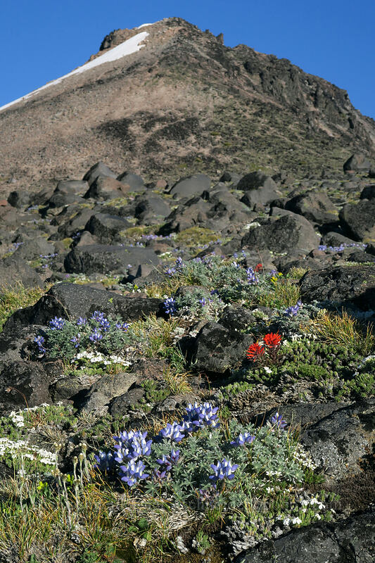 alpine wildflowers & Barrett Spur [below Barrett Spur, Mt. Hood Wilderness, Hood River County, Oregon]
