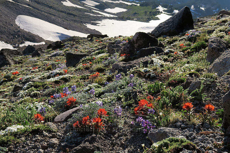 alpine wildflowers [below Barrett Spur, Mt. Hood Wilderness, Hood River County, Oregon]
