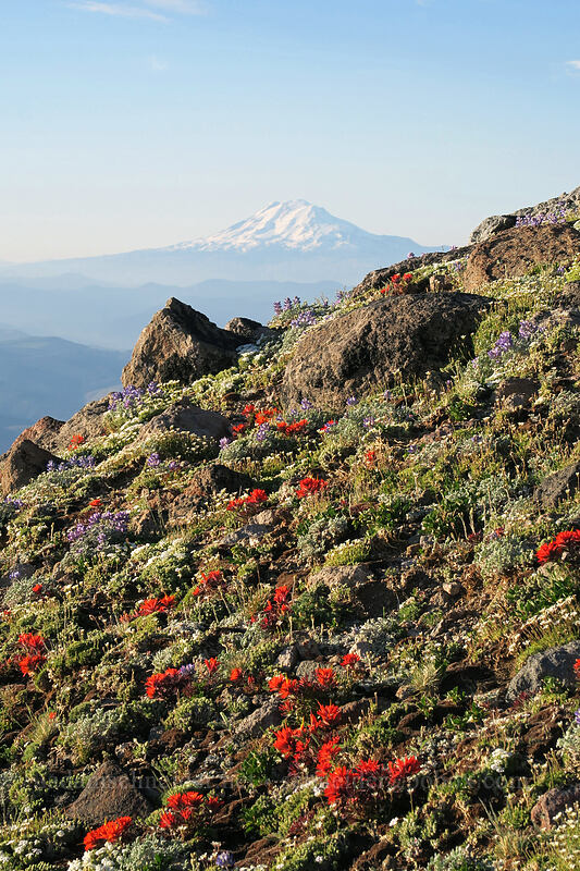 alpine wildflowers & Mt. Adams [below Barrett Spur, Mt. Hood Wilderness, Hood River County, Oregon]