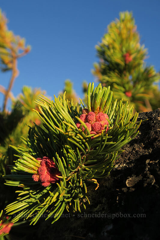 white-bark pine flowers (Pinus albicaulis) [above Dollar Lake, Mt. Hood Wilderness, Hood River County, Oregon]