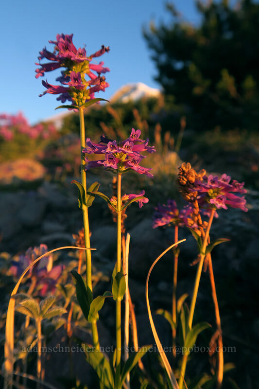small-flowered penstemon, at sunset (Penstemon procerus) [above Dollar Lake, Mt. Hood Wilderness, Hood River County, Oregon]