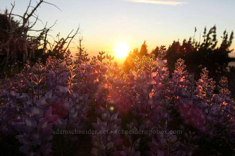 sunset & lupines (Lupinus latifolius) [above Dollar Lake, Mt. Hood Wilderness, Hood River County, Oregon]