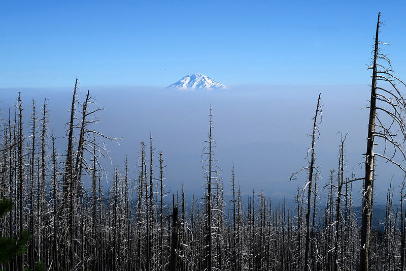 Mt. Adams & Canadian smoke [Cloud Cap Road, Mt. Hood National Forest, Hood River County, Oregon]