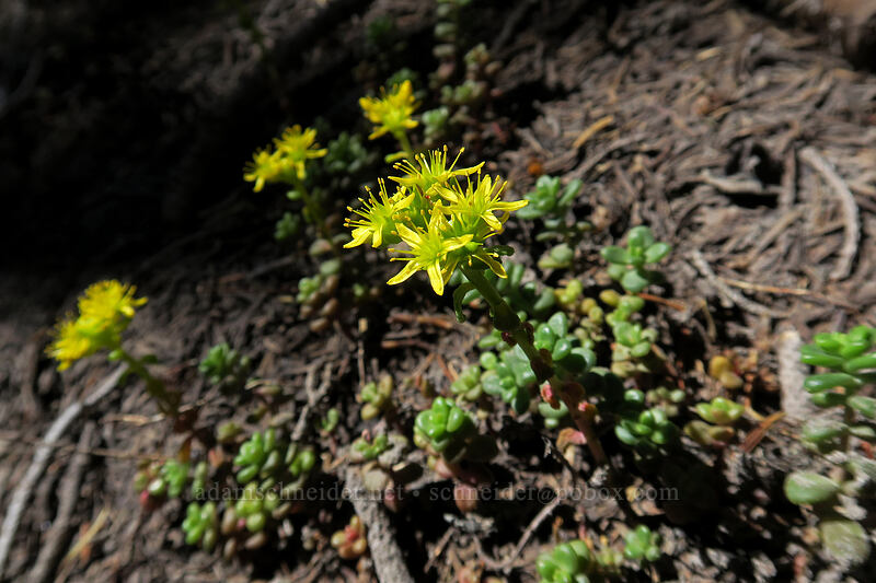 spreading stonecrop (Sedum divergens) [Timberline Trail, Mt. Hood Wilderness, Hood River County, Oregon]