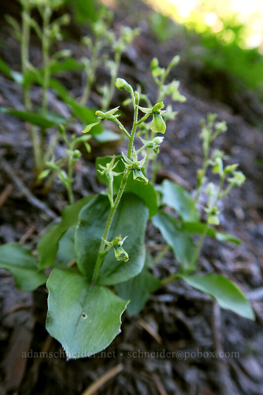 northwest twayblade (Neottia banksiana (Listera caurina)) [Timberline Trail, Mt. Hood Wilderness, Hood River County, Oregon]