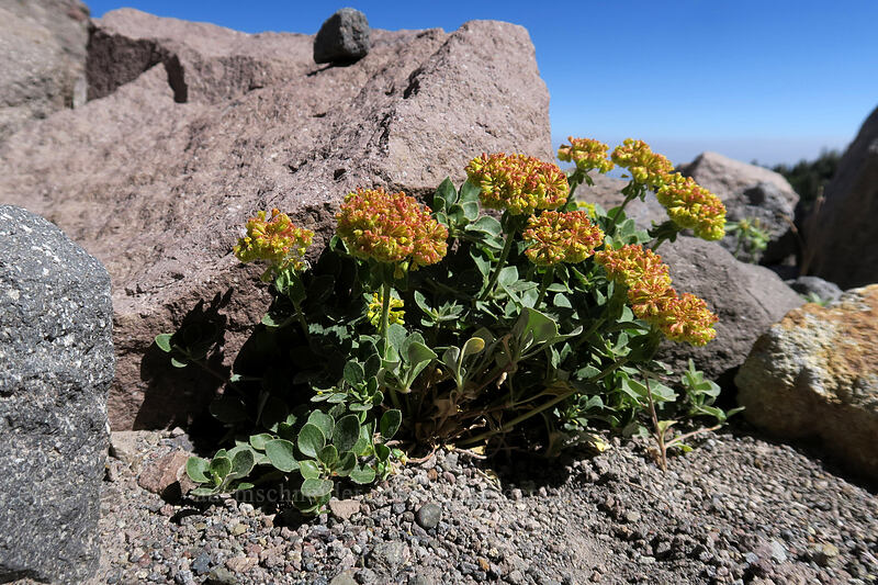 Haussknecht's buckwheat (Eriogonum umbellatum var. haussknechtii (Eriogonum haussknechtii)) [Eliot Glacier west moraine, Mt. Hood Wilderness, Hood River County, Oregon]