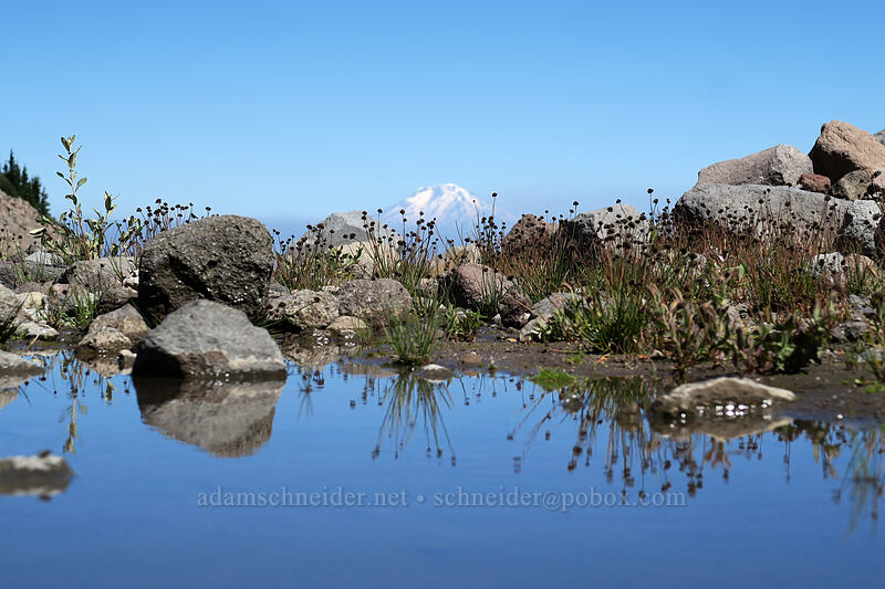 sedges & meltwater (Carex sp.) [Eliot Glacier outwash plain, Mt. Hood Wilderness, Hood River County, Oregon]