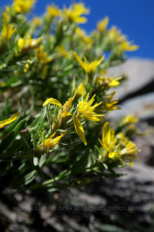 Greene's goldenweed (Ericameria greenei (Haplopappus greenei)) [Eliot Glacier east moraine, Mt. Hood Wilderness, Hood River County, Oregon]