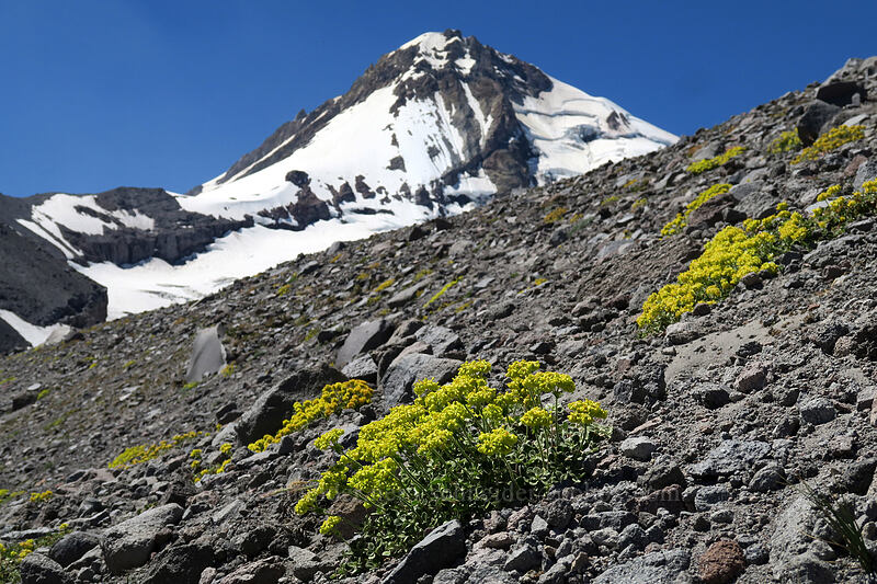 buckwheat & Mount Hood (Eriogonum umbellatum var. haussknechtii (Eriogonum haussknechtii)) [Eliot Glacier east moraine, Mt. Hood Wilderness, Hood River County, Oregon]
