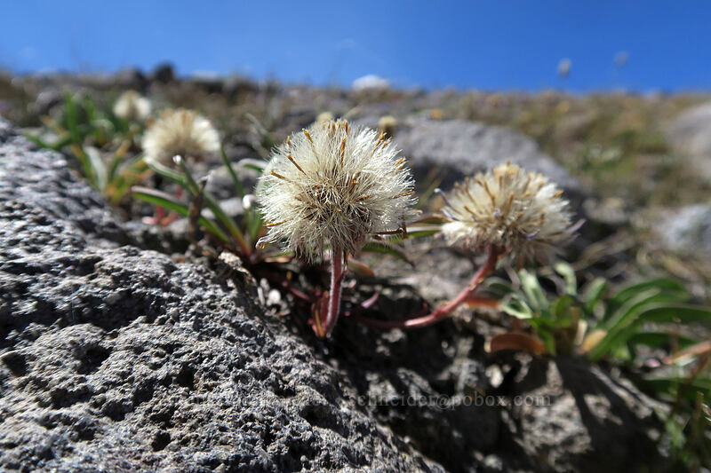 tundra asters, gone to seed (Oreostemma alpigenum var. alpigenum (Aster alpigenus)) [Timberline Trail, Mt. Hood Wilderness, Hood River County, Oregon]