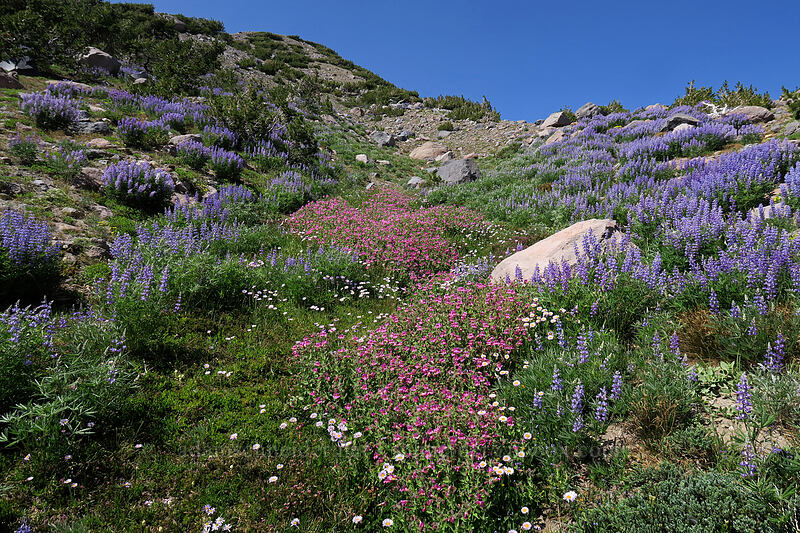 wildflowers [Timberline Trail, Mt. Hood Wilderness, Hood River County, Oregon]