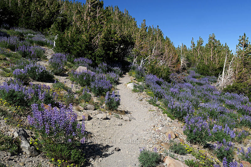 lupines (Lupinus latifolius) [Timberline Trail, Mt. Hood Wilderness, Hood River County, Oregon]