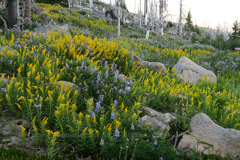 goldenrod & lupines (Solidago sp., Lupinus latifolius) [Cloud Cap Road, Mt. Hood National Forest, Hood River County, Oregon]