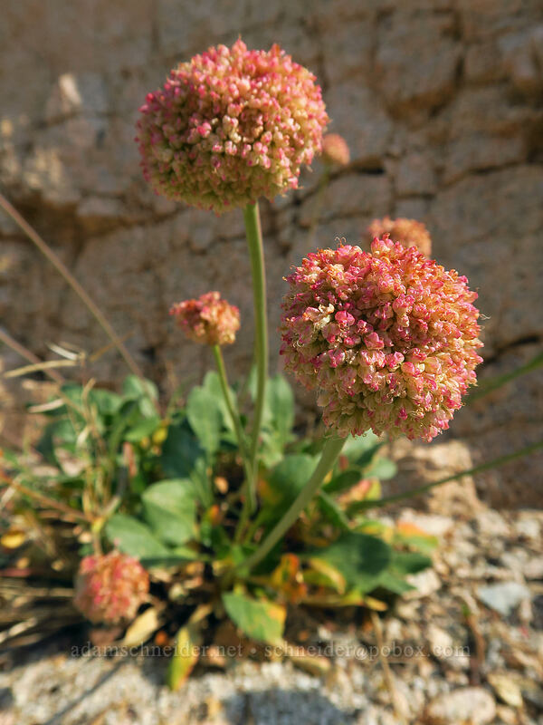 Inyo buckwheat (Eriogonum latens) [Horseshoe Meadows Road, Inyo National Forest, Inyo County, California]
