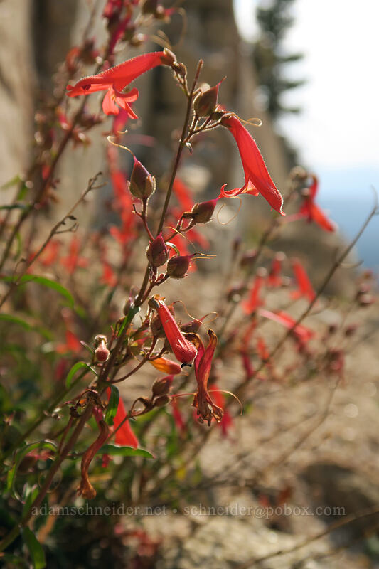 beaked penstemon (Penstemon rostriflorus) [Horseshoe Meadows Road, Inyo National Forest, Inyo County, California]
