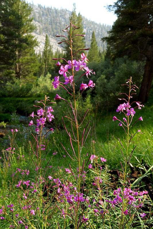 fireweed (Chamerion angustifolium (Chamaenerion angustifolium) (Epilobium angustifolium)) [Cottonwood Creek, Golden Trout Wilderness, Inyo County, California]