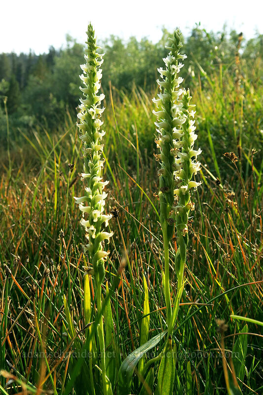 hooded ladies'-tresses (Spiranthes romanzoffiana) [Cottonwood Creek, Golden Trout Wilderness, Inyo County, California]