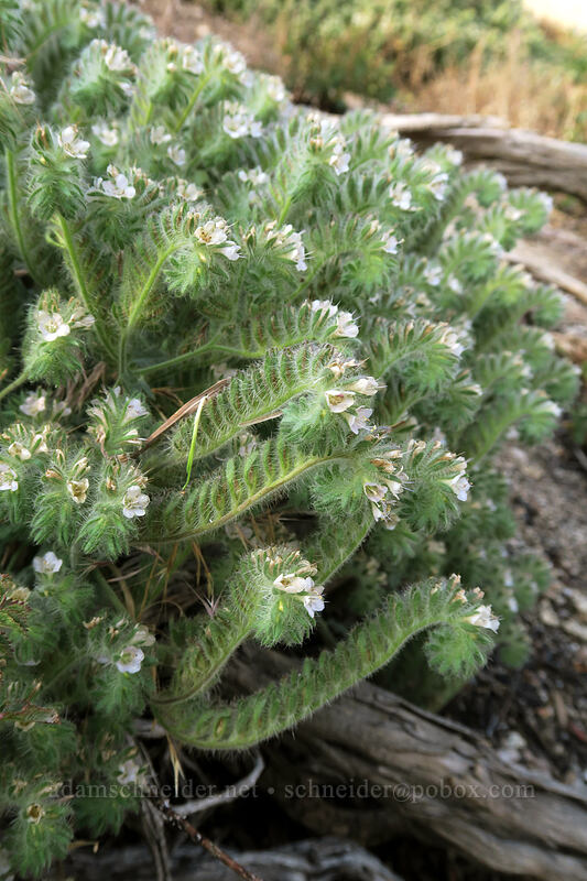 phacelia (Phacelia sp.) [Horseshoe Meadows Road, Inyo National Forest, Inyo County, California]