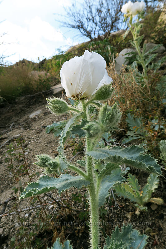 prickly poppy (chicalote) (Argemone munita) [Horseshoe Meadows Road, Inyo National Forest, Inyo County, California]