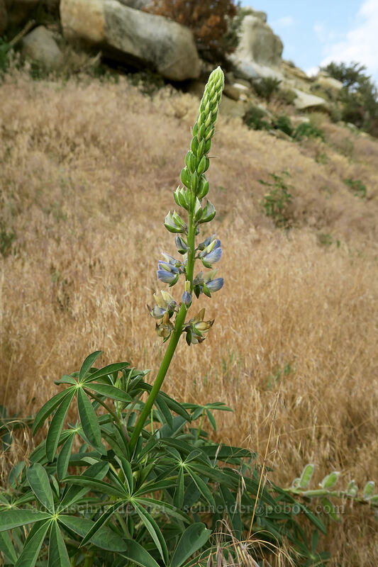 lupine (Lupinus sp.) [Horseshoe Meadows Road, Inyo National Forest, Inyo County, California]