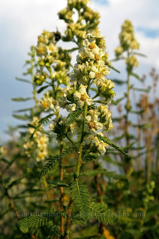 fern-bush (desert-sweet) (Chamaebatiaria millefolium) [Horseshoe Meadows Road, Inyo National Forest, Inyo County, California]