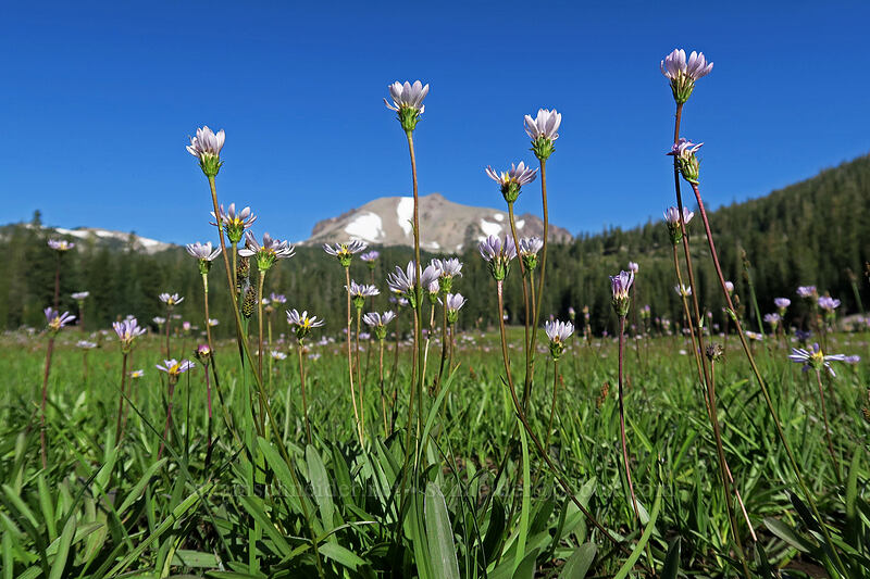 tundra asters (Oreostemma alpigenum var. andersonii (Aster alpigenus)) [Kings Creek Upper Meadow, Lassen Volcanic National Park, Shasta County, California]