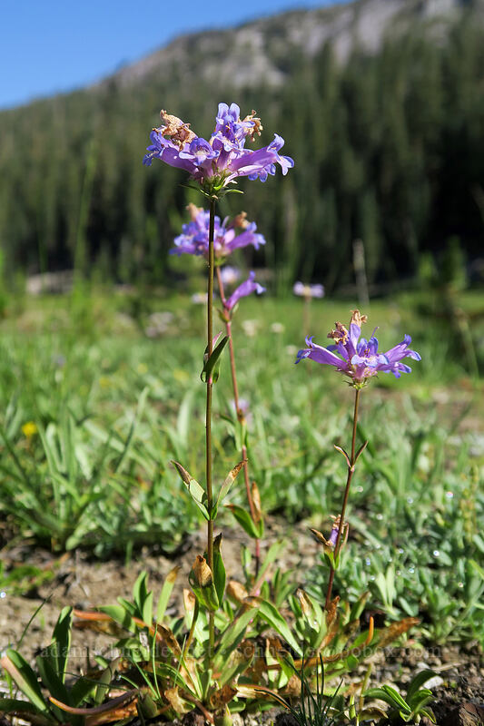 meadow penstemon (Penstemon rydbergii var. oreocharis) [Kings Creek Upper Meadow, Lassen Volcanic National Park, Shasta County, California]