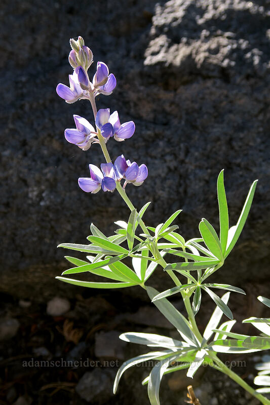 satin lupine (Lupinus obtusilobus) [Kings Creek Upper Meadow, Lassen Volcanic National Park, Shasta County, California]