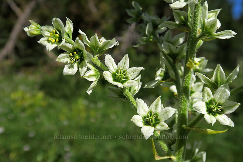 California corn-lily (Veratrum californicum) [Kings Creek Upper Meadow, Lassen Volcanic National Park, Shasta County, California]