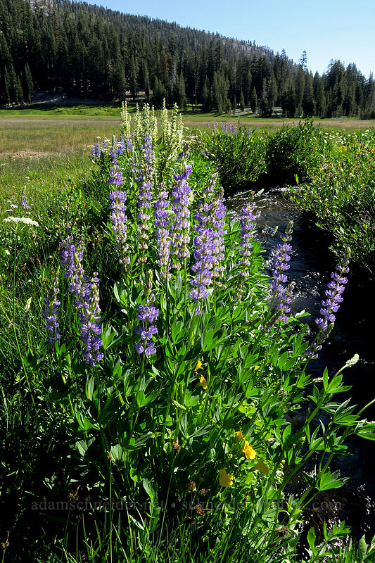 lupines & corn lilies (Lupinus sp., Veratrum californicum) [Kings Creek Upper Meadow, Lassen Volcanic National Park, Shasta County, California]