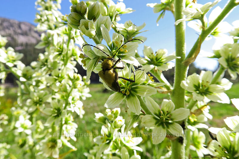 flower longhorn beetle on corn lily (Pachyta armata, Veratrum californicum) [Kings Creek Upper Meadow, Lassen Volcanic National Park, Shasta County, California]