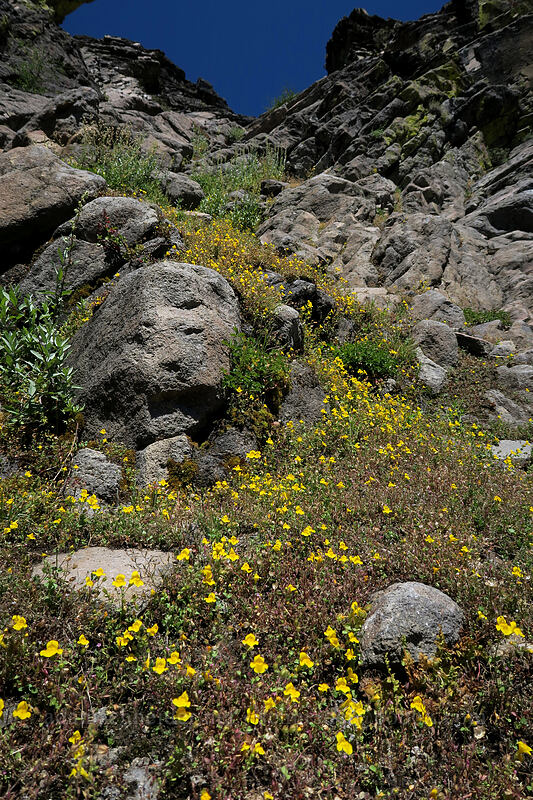 yellow monkeyflower (Erythranthe sp. (Mimulus sp.)) [Bumpass Hell Trail, Lassen Volcanic National Park, Shasta County, California]