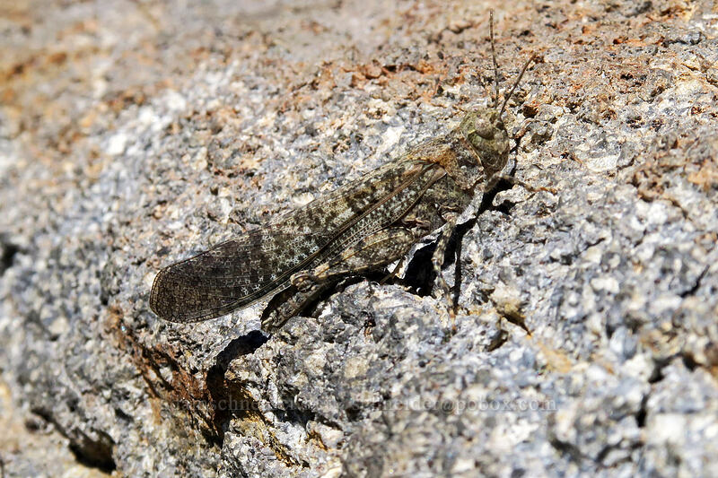 grasshopper (Circotettix sp.) [Bumpass Hell Trail, Lassen Volcanic National Park, Shasta County, California]